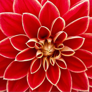 Sonnenblumen Blumenmotiv - Diamond Painting