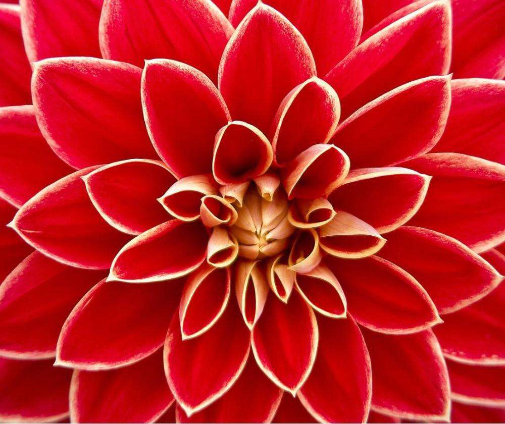 Sonnenblumen Blumenmotiv - Diamond Painting
