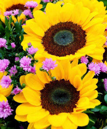 Sonnenblumen Bestseller - Diamond Painting Blumenmotiv
