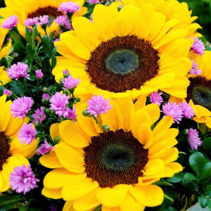 Sonnenblumen Bestseller - Diamond Painting Blumenmotiv