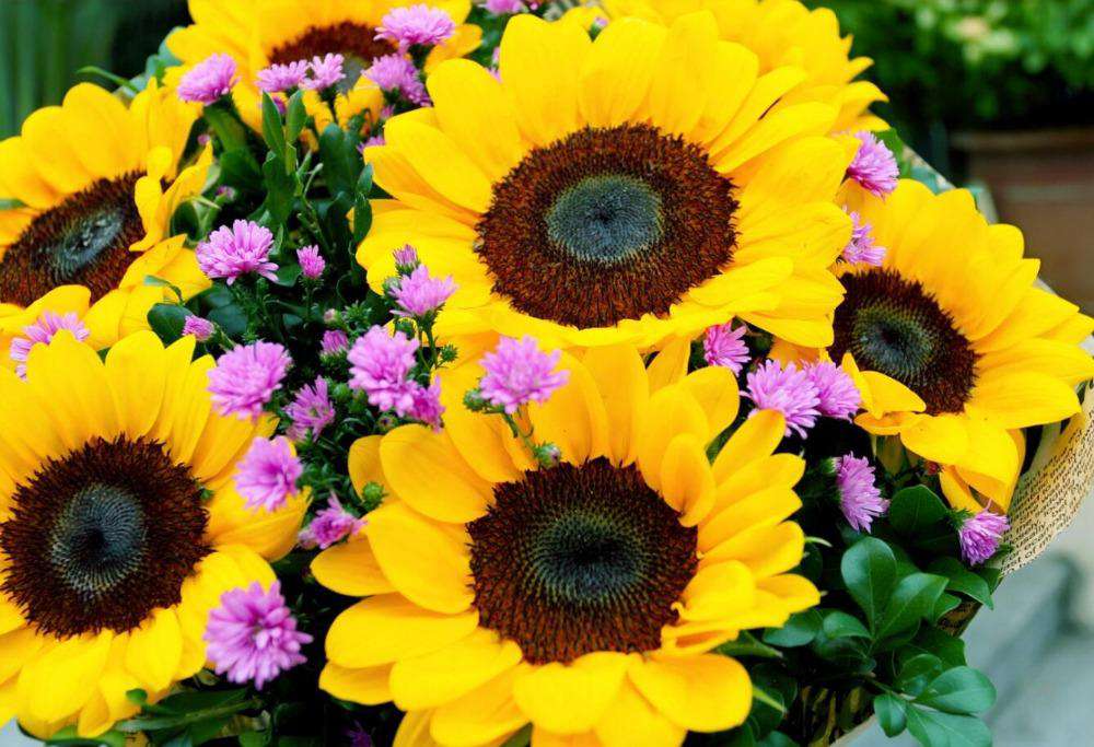Sonnenblumen Bestseller - Diamond Painting Blumenmotiv