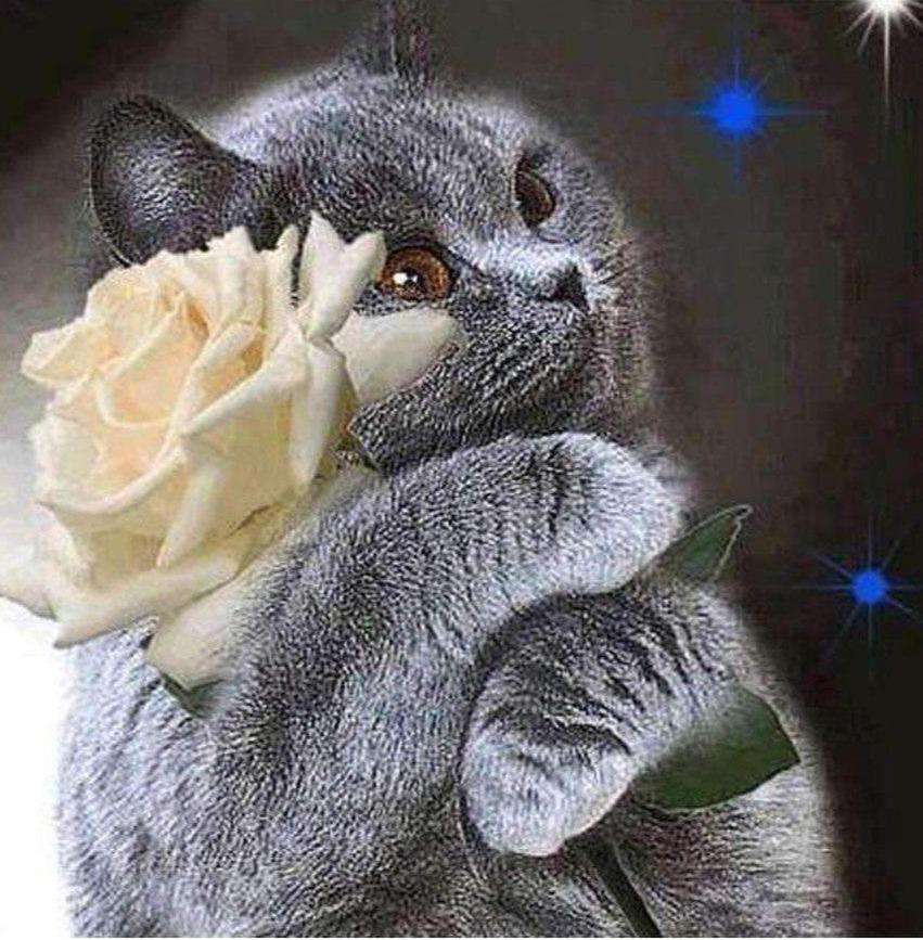 Schwarze Katze mit Blume Diamond Painting