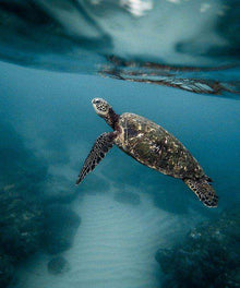 Schildkröte unter Wasser - Diamond Painting Meeresmotiv