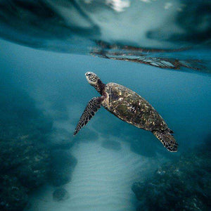 Schildkröte unter Wasser - Diamond Painting Meeresmotiv