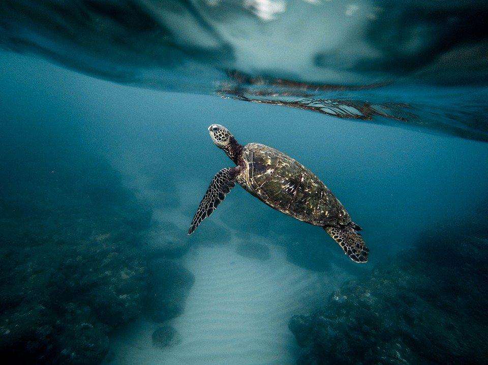 Schildkröte unter Wasser - Diamond Painting Meeresmotiv