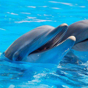 Delfinfreunde im Meer Diamond Painting