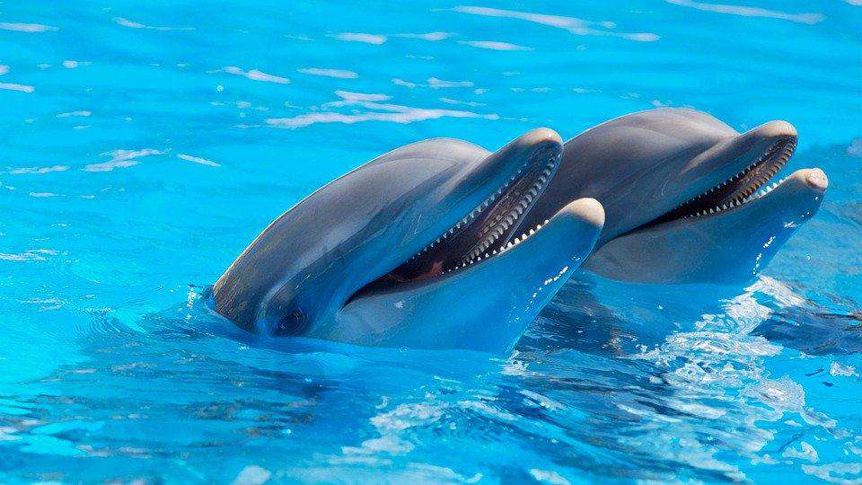 Delfinfreunde im Meer Diamond Painting