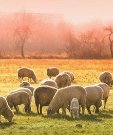 Schafe in der Morgensonne Diamond Painting auf grüner Wiese