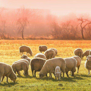 Schafe in der Morgensonne Diamond Painting auf grüner Wiese