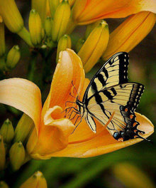 Schmetterling im Frühling - Diamond Painting Frühlingsmotiv