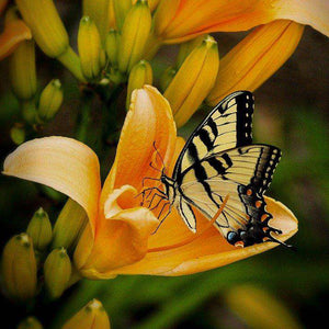 Schmetterling im Frühling - Diamond Painting Frühlingsmotiv