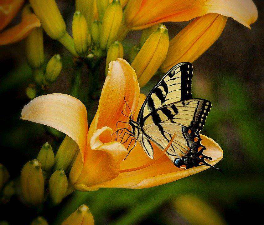 Schmetterling im Frühling - Diamond Painting Frühlingsmotiv
