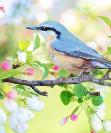 Frühlingsvogel Diamond Painting Motiv