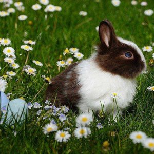 Hase mit Ostereiern Diamond Painting