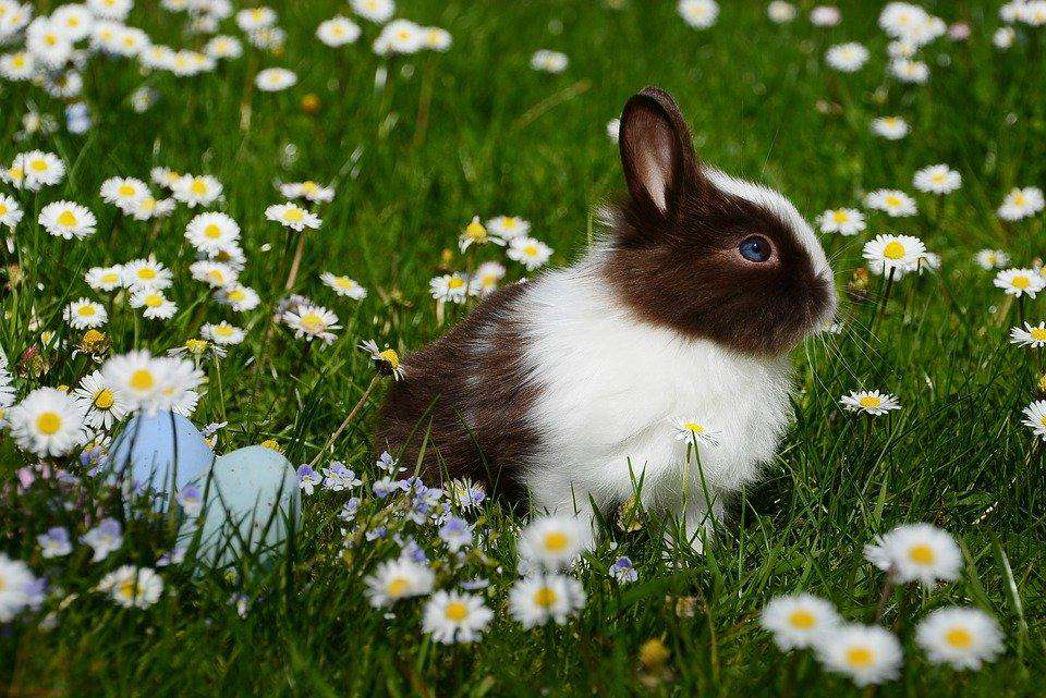 Hase mit Ostereiern Diamond Painting