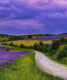 Frühlingsmorgen Landschaft Diamond Painting