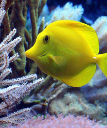 Gelber Fisch Diamond Painting mit Korallen im Aquarium