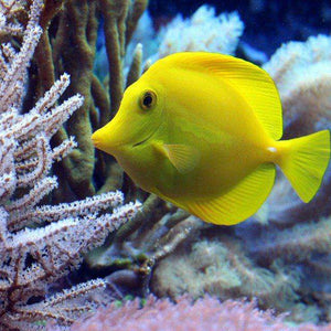 Gelber Fisch Diamond Painting mit Korallen im Aquarium