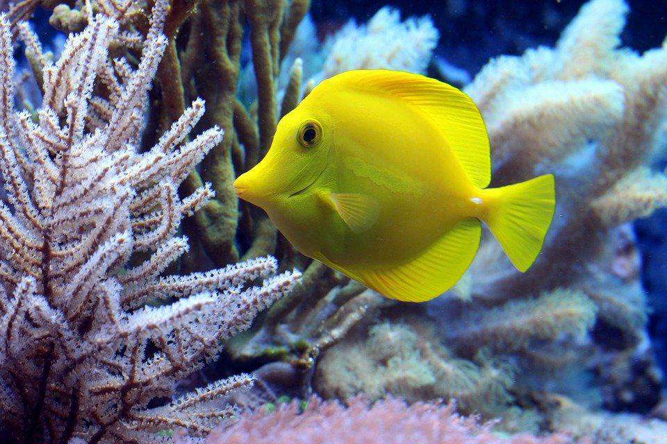 Gelber Fisch Diamond Painting mit Korallen im Aquarium