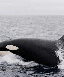 Killerwal im Meer Diamond Painting