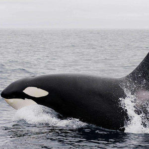 Killerwal im Meer Diamond Painting