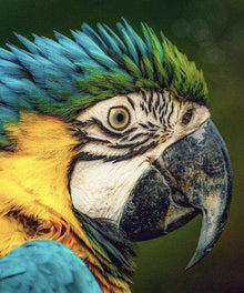 Ara Porträt Diamond Painting