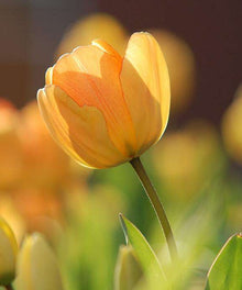 Orange Tulpen im Frühling Diamond Painting