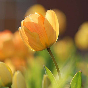 Orange Tulpen im Frühling Diamond Painting