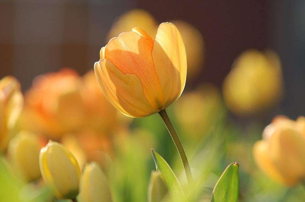 Orange Tulpen im Frühling Diamond Painting