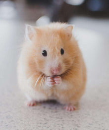 Hamster Haustier Tiermotiv Diamond Painting