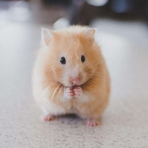 Hamster Haustier Tiermotiv Diamond Painting