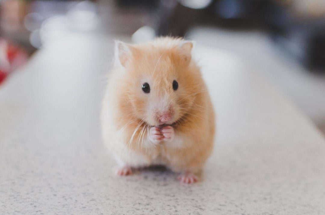 Hamster Haustier Tiermotiv Diamond Painting