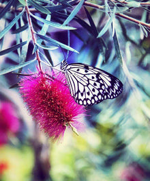 Fröhlicher Schmetterling - Diamond Painting Schmetterlingsmotiv