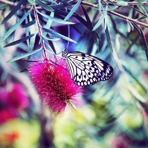 Fröhlicher Schmetterling - Diamond Painting Schmetterlingsmotiv