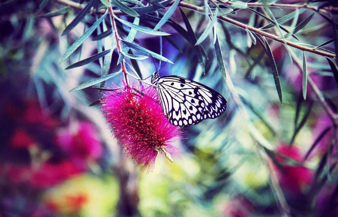 Fröhlicher Schmetterling - Diamond Painting Schmetterlingsmotiv