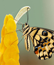 Nahaufnahme Schmetterling Gelb Diamond Painting