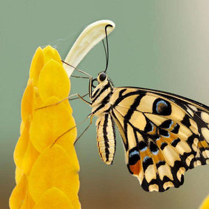 Nahaufnahme Schmetterling Gelb Diamond Painting