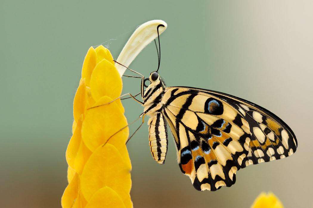https://diamondpaintingwereld.nl/products/close-up-vlinder-geel