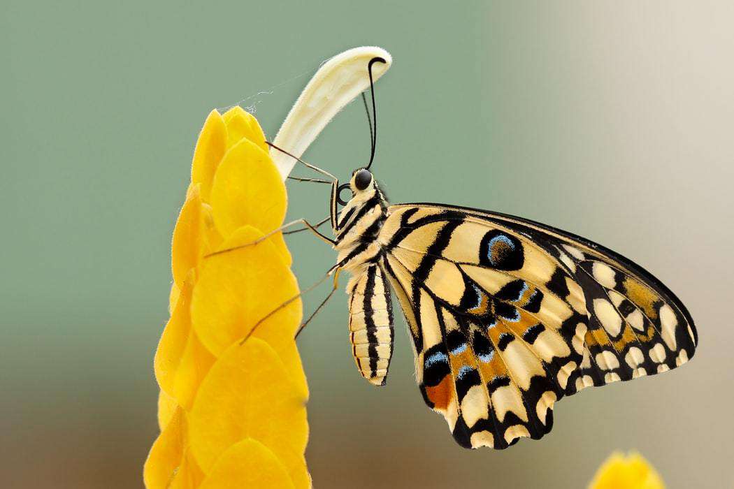 Nahaufnahme Schmetterling Gelb Diamond Painting