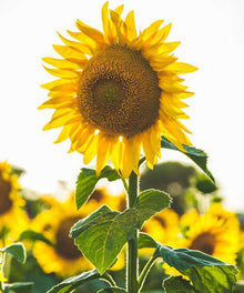 Sonnenblume im Frühling - Diamond Painting Blumenmotiv