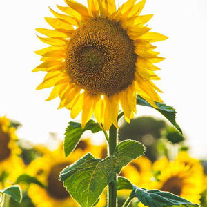Sonnenblume im Frühling - Diamond Painting Blumenmotiv