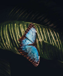Schmetterling in der Nacht - Diamond Painting Nachtmotiv