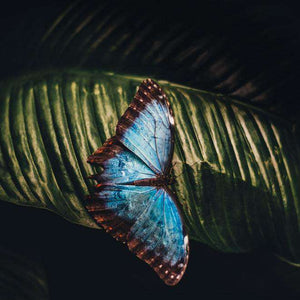 Schmetterling in der Nacht - Diamond Painting Nachtmotiv