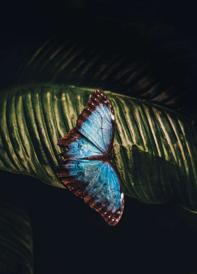 Schmetterling in der Nacht - Diamond Painting Nachtmotiv