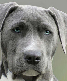 Hund mit blauen Augen Diamond Painting