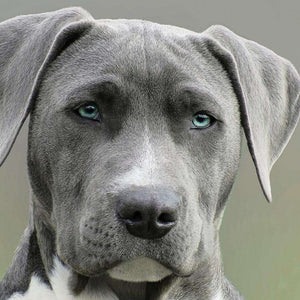 Hund mit blauen Augen Diamond Painting