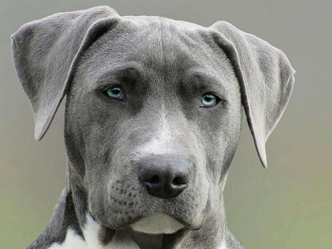 Hund mit blauen Augen Diamond Painting