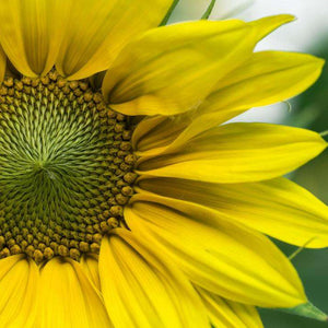 Sonnenblume Blumen Diamond Painting Motiv