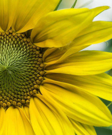 Sonnenblume Blumen Diamond Painting Motiv