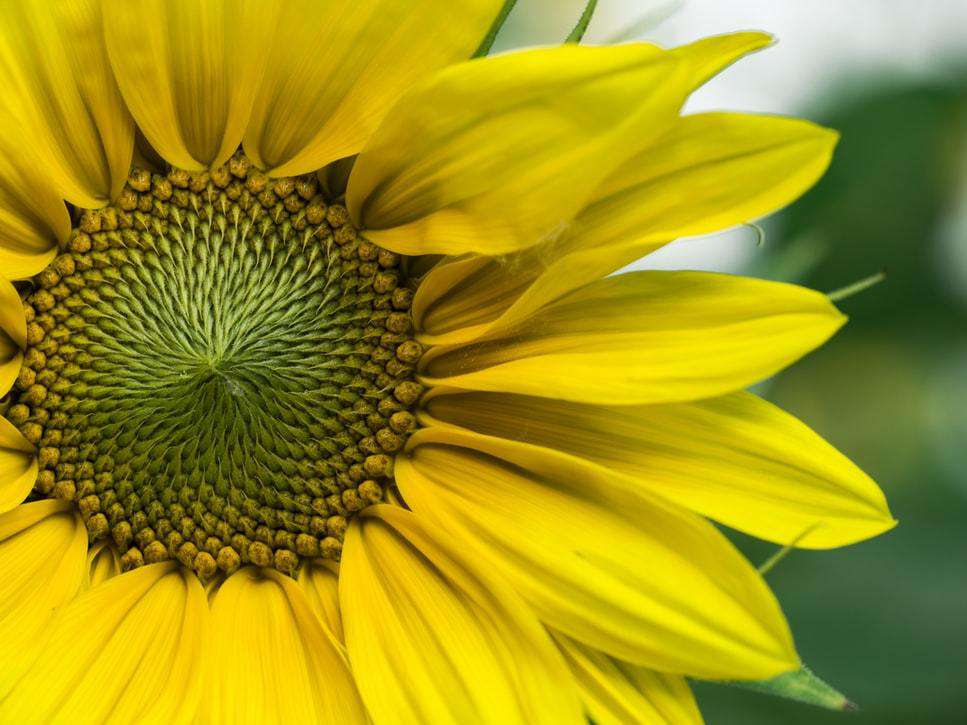 Sonnenblume Blumen Diamond Painting Motiv